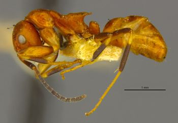 Media type: image;   Entomology 9184 Aspect: habitus lateral view